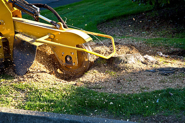 Tree Health Inspection in Falmouth, KY